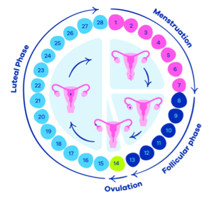 Menstrual Cycle